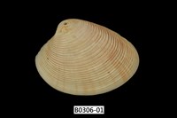 藏品(女神長文蛤(棕肋長文蛤))的圖片